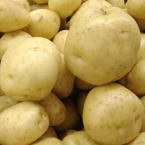 Pommes BIO des Vergers des Savoies, sac de 5 kg mélange de 3 variétés